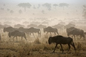 Migração Wildebeest