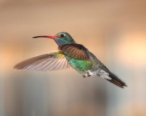 Kolibris in Montana