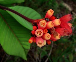 Frutos y floración en la selva amazónica