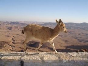Nubian Ibex cabras de montaña bebé