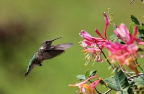 Kolibris in Arkansas