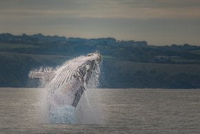 Osservazione delle balene a Victoria