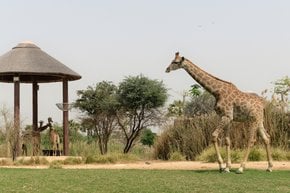 Dubaï Safari Park