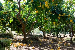 Stagione di raccolta della tangerina