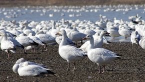 Migração primaveril de gansos das neves