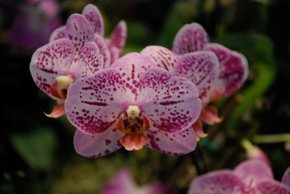 Orquídea en flor