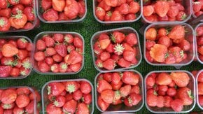 Erdbeer-Saison und Festa