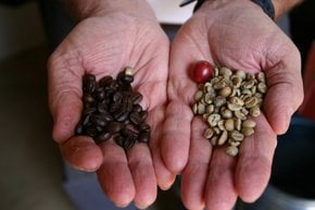 Récolte des haricots de café