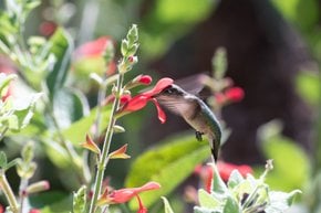 Migrazione dei colibrì