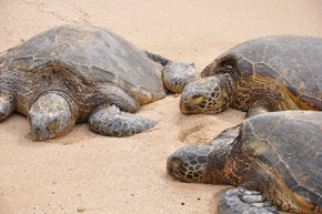 Laniakea or Turtle Beach