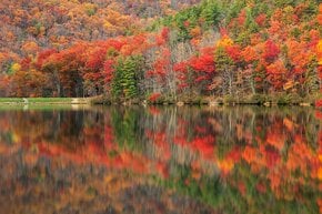 Feuillage d'automne de Virginia