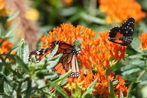 Monarch Butterfly Migration   
