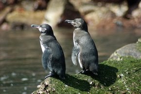 Galapagos-Pinguine