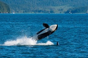 Osservazione delle balene in Alaska