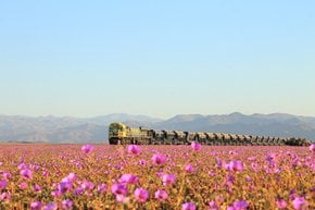 Fleurs dans le désert d'Atacama
