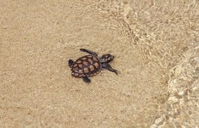 Baby Schildkröten Hatching Saison