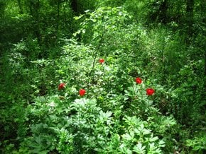 Peonies in the Comana Forest