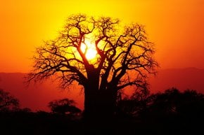 Baobab blühend und Früchte