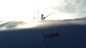 Pêche à l'albacore