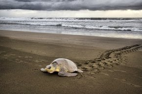 Tortugas de Olive Ridley