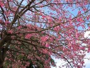 Der Toborochi-Baum in Blüte