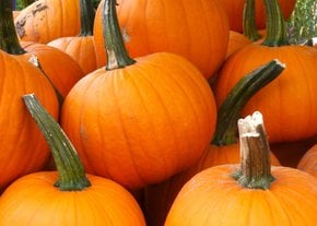 Pumpkin Season