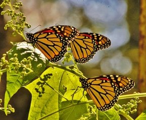 Migration du papillon monarque