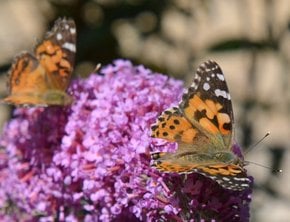 Painted Lady Butterfly Migration 