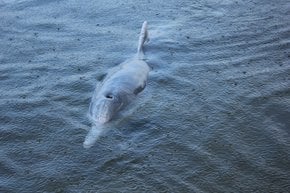 Delfín de la boquilla