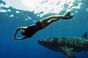 Nadando com tubarões baleia