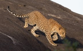 Safari leopardo