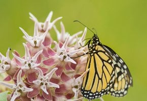 Milchalgen und Monarchen-Butterfliegen