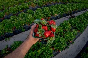 Fête des fraises de Floride
