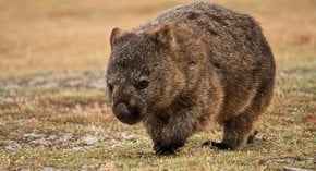 Wombat beobachten