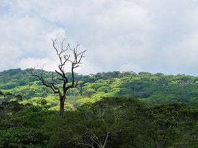 Der Regenwald von Sinharaja