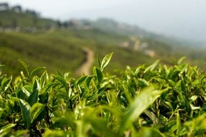 Temporada da colheita do chá em Nepal