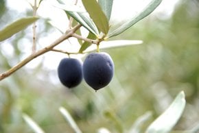 Récolte d'olive et huile d'olive