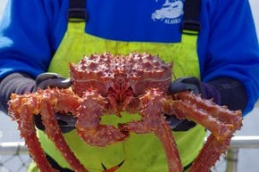 Crabe royal