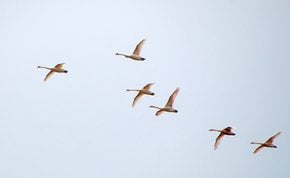 Migração de Aves