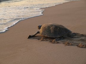 Anidación y eclosión de tortugas