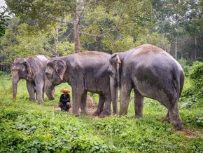 Santuarios de elefantes