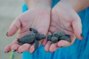 Babyschildkröte freisetzen