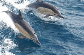 Observation de dauphins