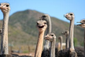 Oudtshoorn Ostriches
