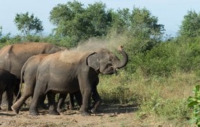 Safari d'éléphants dans le Parc national d'Uda Walawe