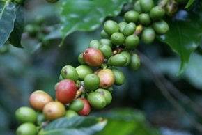 Coffee Harvest