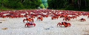 Migration du crabe rouge