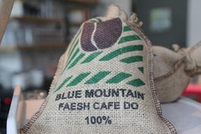 Blue Mountain Colheita de café