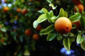 Récolte d'oranges