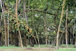 Gran árbol de Banyan